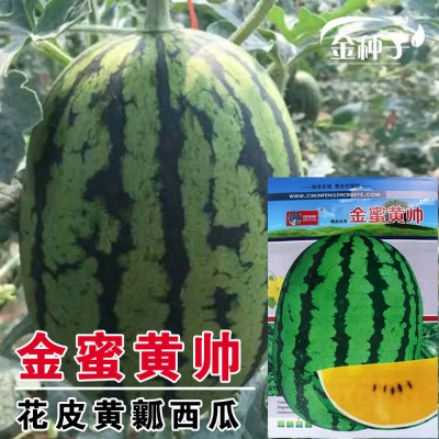 Picture of All Season Yellow Heart Green Body Watermelon Seeds- 40 pcs Intec Packet