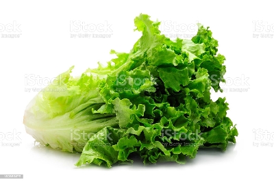 Picture of Global Lettuce Seeds Salad Vegetables Four Seasons Fast-Growing Vegetable Seeds 2000 grain Seeds Intec Packet