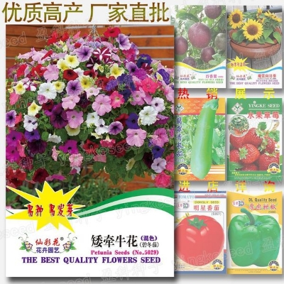 Picture of Global All Season Petunia Seeds Imported Packet- 400+pcs 