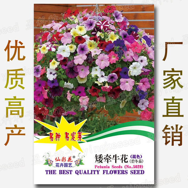 Picture of Global All Season Petunia Seeds Imported Packet- 400+pcs 
