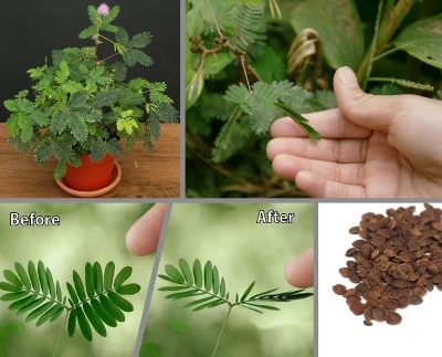 Picture of Imported 20 Pcs Organic Lojjaboti / Mimosa Plant Seeds  - 20 Pcs Seeds