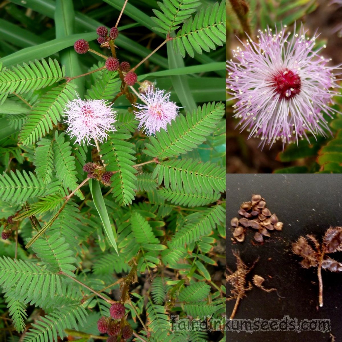 Picture of Imported 20 Pcs Organic Lojjaboti / Mimosa Plant Seeds  - 20 Pcs Seeds
