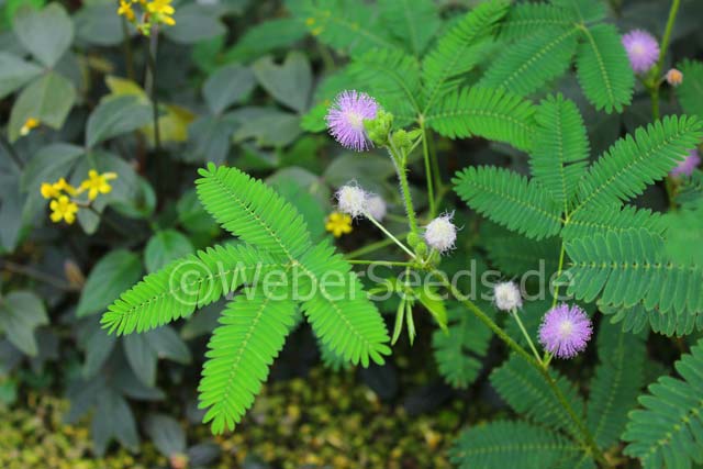 Picture of Imported 20 Pcs Organic Lojjaboti / Mimosa Plant Seeds  - 20 Pcs Seeds