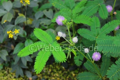 Picture of Imported 20 Pcs Organic Lojjaboti / Mimosa Plant Seeds  - 20 Pcs Seeds