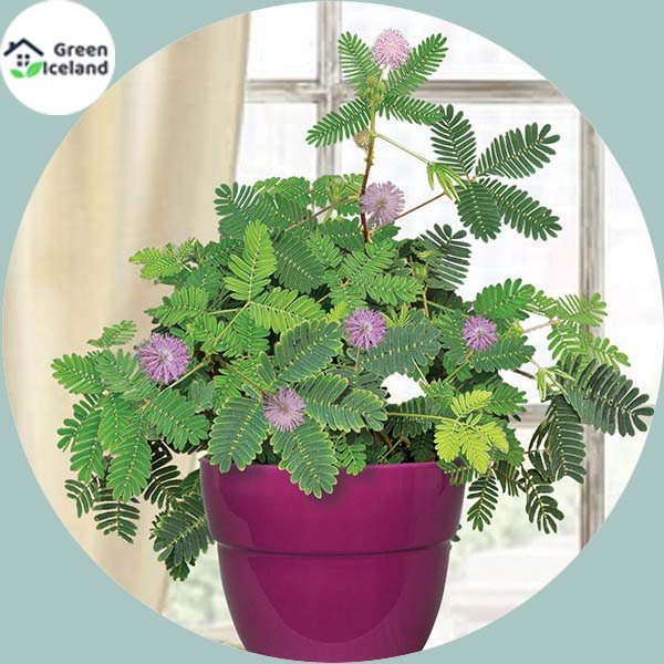 Picture of Imported 20 Pcs Organic Lojjaboti / Mimosa Plant Seeds  - 20 Pcs Seeds