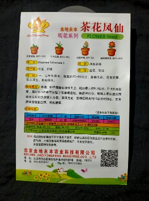 Picture of Global All Season Camelia Flower Seeds - 50+ pcs Imported 