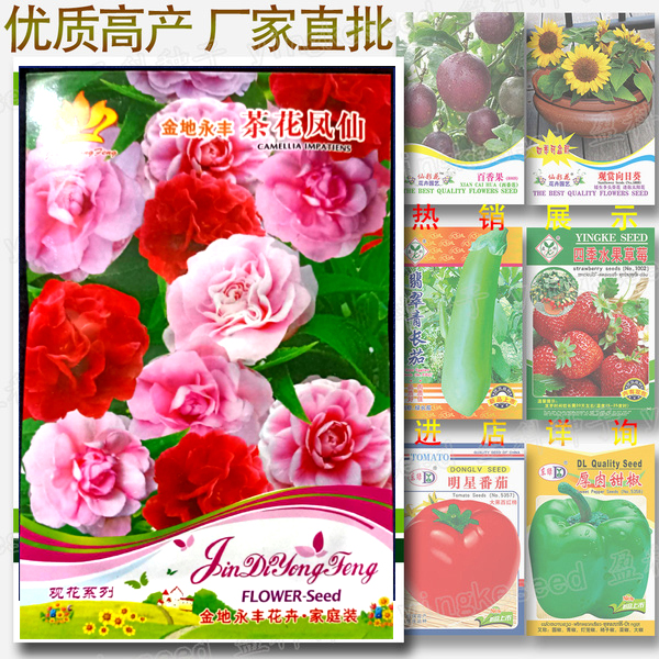 Picture of Global All Season Camelia Flower Seeds - 50+ pcs Imported 