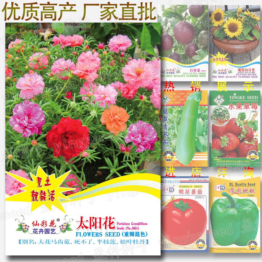 Picture of Global 500 pcs Seeds Mixed Portulaca Flower Seeds Imported 