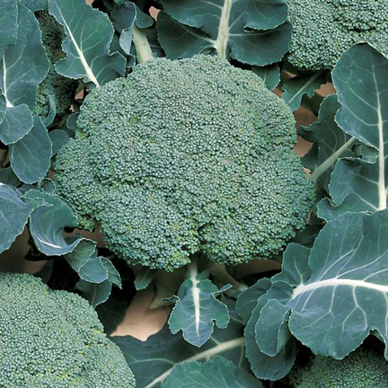 Picture of Global Natural Broccoli Seeds - 20 Pcs Seeds