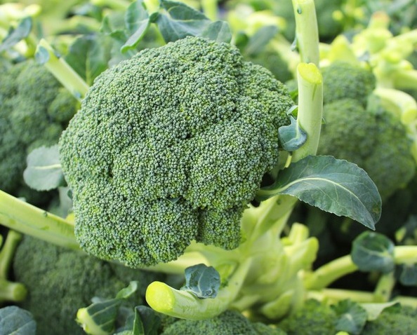 Picture of Global Natural Broccoli Seeds - 20 Pcs Seeds