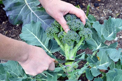 Picture of Global Natural Broccoli Seeds - 20 Pcs Seeds