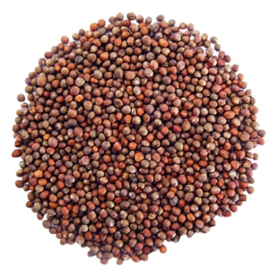 Picture of Global Natural Broccoli Seeds - 20 Pcs Seeds