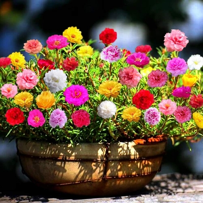 Picture of All Season Global Portulaca Flower 40pcs Seeds