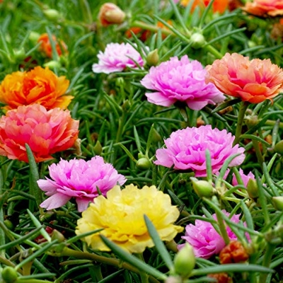 Picture of All Season Global Portulaca Flower 40pcs Seeds