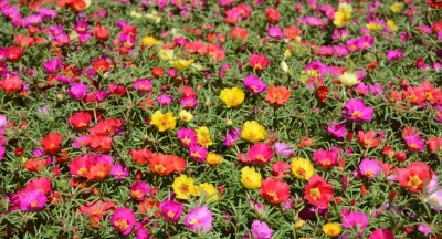 Picture of All Season Global Portulaca Flower 40pcs Seeds