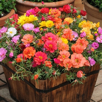Picture of All Season Global Portulaca Flower 40pcs Seeds