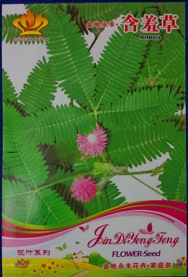 Picture of Global Red Mimosa/Lojjaboti Seeds - 20 pcs (Imported )