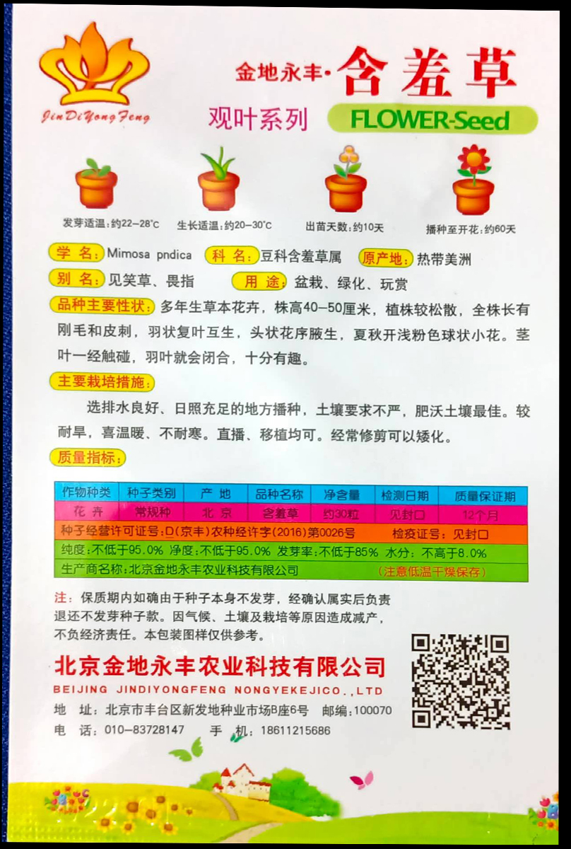 Picture of Global Red Mimosa/Lojjaboti Seeds - 20 pcs (Imported )