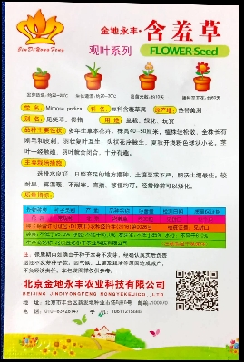 Picture of Global Red Mimosa/Lojjaboti Seeds - 20 pcs (Imported )