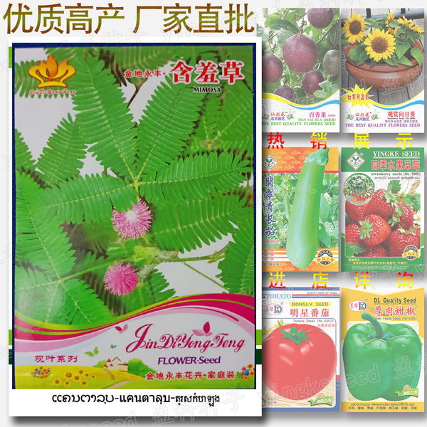 Picture of Global Red Mimosa/Lojjaboti Seeds - 20 pcs (Imported )