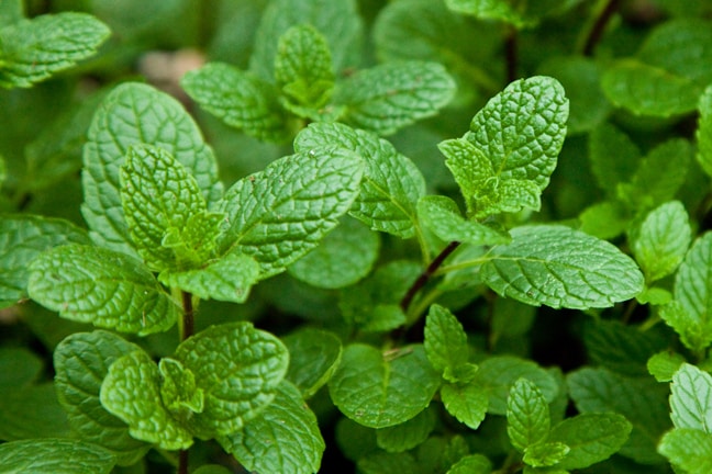 Picture of All Season Pudina/Mint 30 PCS Seeds