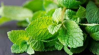 Picture of All Season Pudina/Mint 30 PCS Seeds
