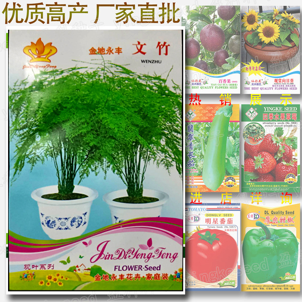 Picture of Global Asparagus Setaceus Ornamental Plant Seeds - 5pcs (Imported )