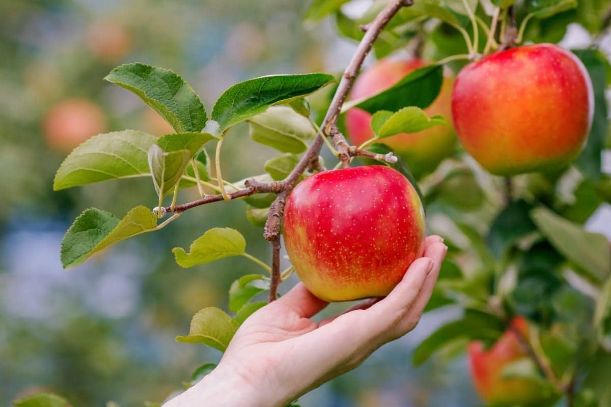 Picture of Global Pink Pearl Apple Tree Seeds -15Pcs Seeds
