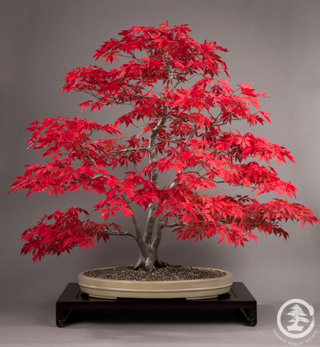 Picture of Global Bonsai Canada Mini Red Mapel 15 pcs Seeds