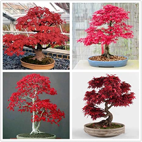 Picture of Global Bonsai Canada Mini Red Mapel 15 pcs Seeds