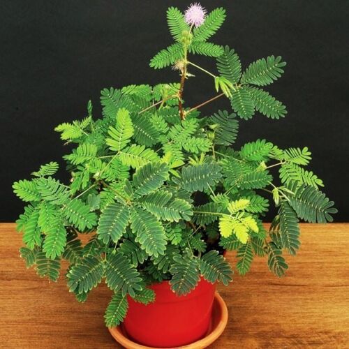 Picture of All Season Deshi Lojjaboti Plant Seeds - 20 Pcs Seeds