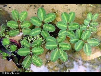 Picture of All Season Deshi Lojjaboti Plant Seeds - 20 Pcs Seeds