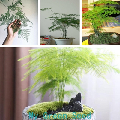 Picture of Global Asparagus Setaceus Seeds Asparagus Seeds for Plant- 10Pcs seeds