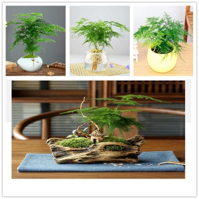 Picture of Global Asparagus Setaceus Seeds Asparagus Seeds for Plant- 10Pcs seeds