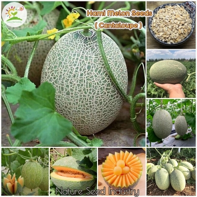 Picture of Giant 10 pcs Pack Rock Melon Seeds Cantaloupe Melon