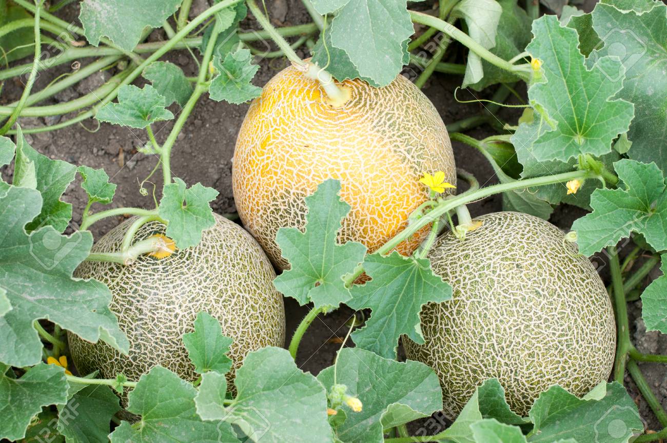 Picture of Giant 10 pcs Pack Rock Melon Seeds Cantaloupe Melon