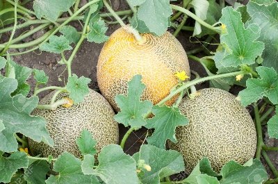 Picture of Giant 10 pcs Pack Rock Melon Seeds Cantaloupe Melon