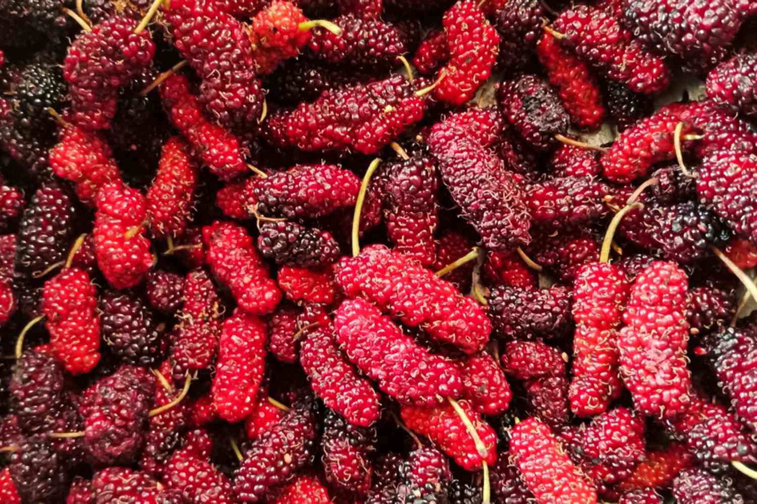 Picture of All Season 30 Pcs Natural Red Mulberry Seeds - 30 Pcs Seeds
