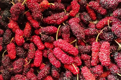 Picture of All Season 30 Pcs Natural Red Mulberry Seeds - 30 Pcs Seeds