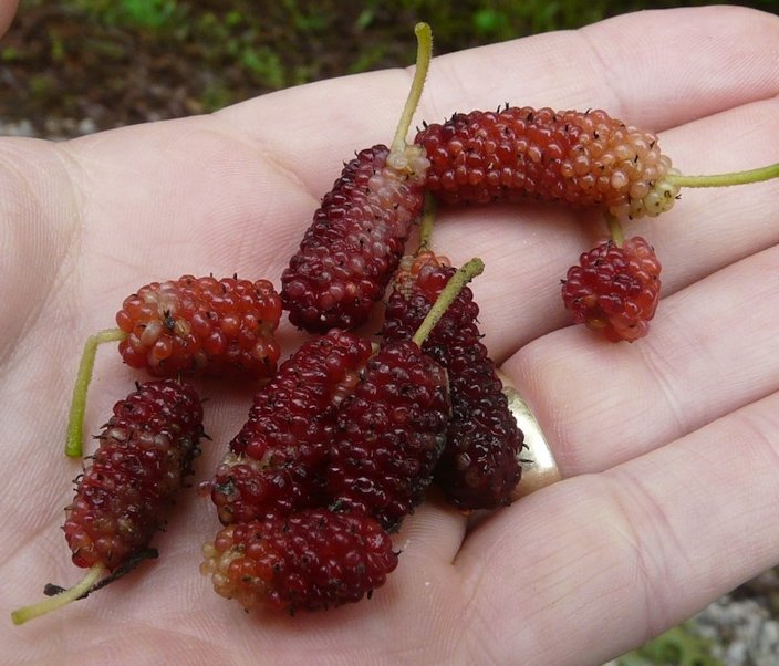Picture of All Season 30 Pcs Natural Red Mulberry Seeds - 30 Pcs Seeds