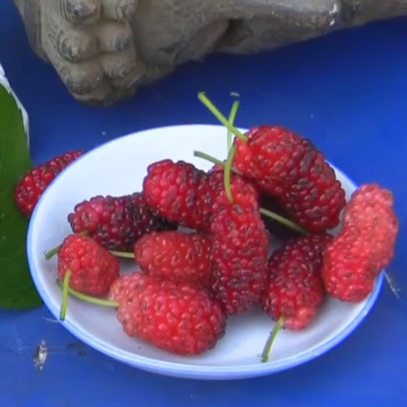 Picture of All Season 30 Pcs Natural Red Mulberry Seeds - 30 Pcs Seeds