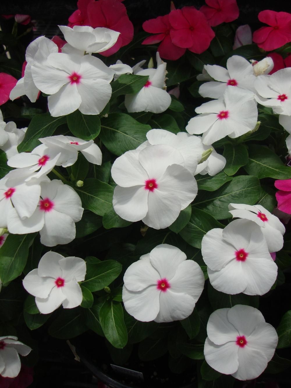 Picture of 20 Pcs White Color Noyontara/Vinca Flower Seeds