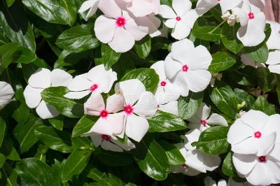 Picture of 20 Pcs White Color Noyontara/Vinca Flower Seeds