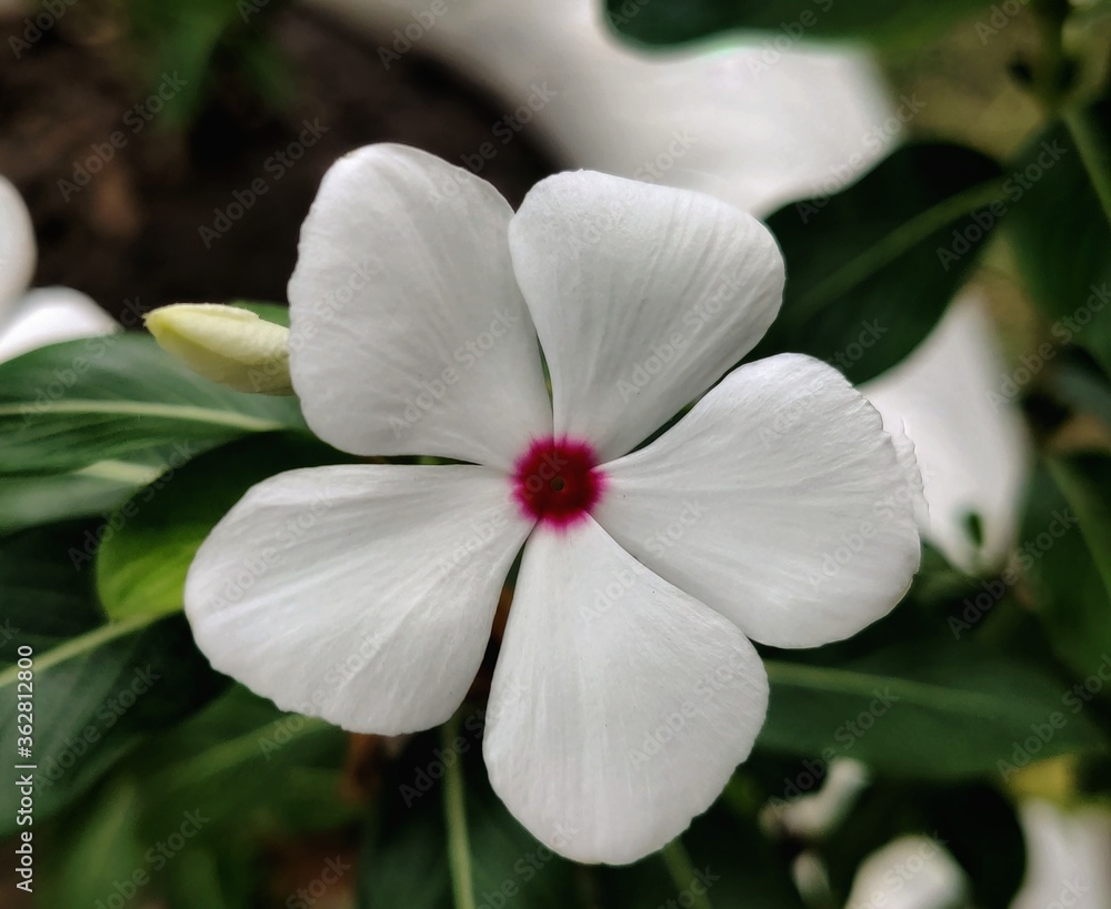 Picture of 20 Pcs White Color Noyontara/Vinca Flower Seeds