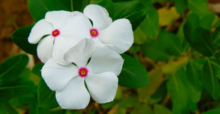 Picture of 20 Pcs White Color Noyontara/Vinca Flower Seeds