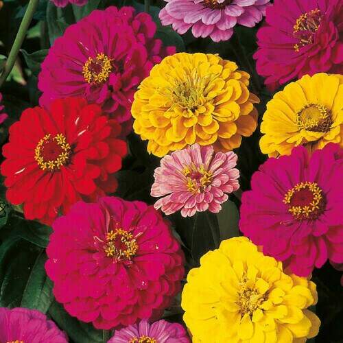Picture of All Season mix colour Zinnia Flower Seeds -20Pcs