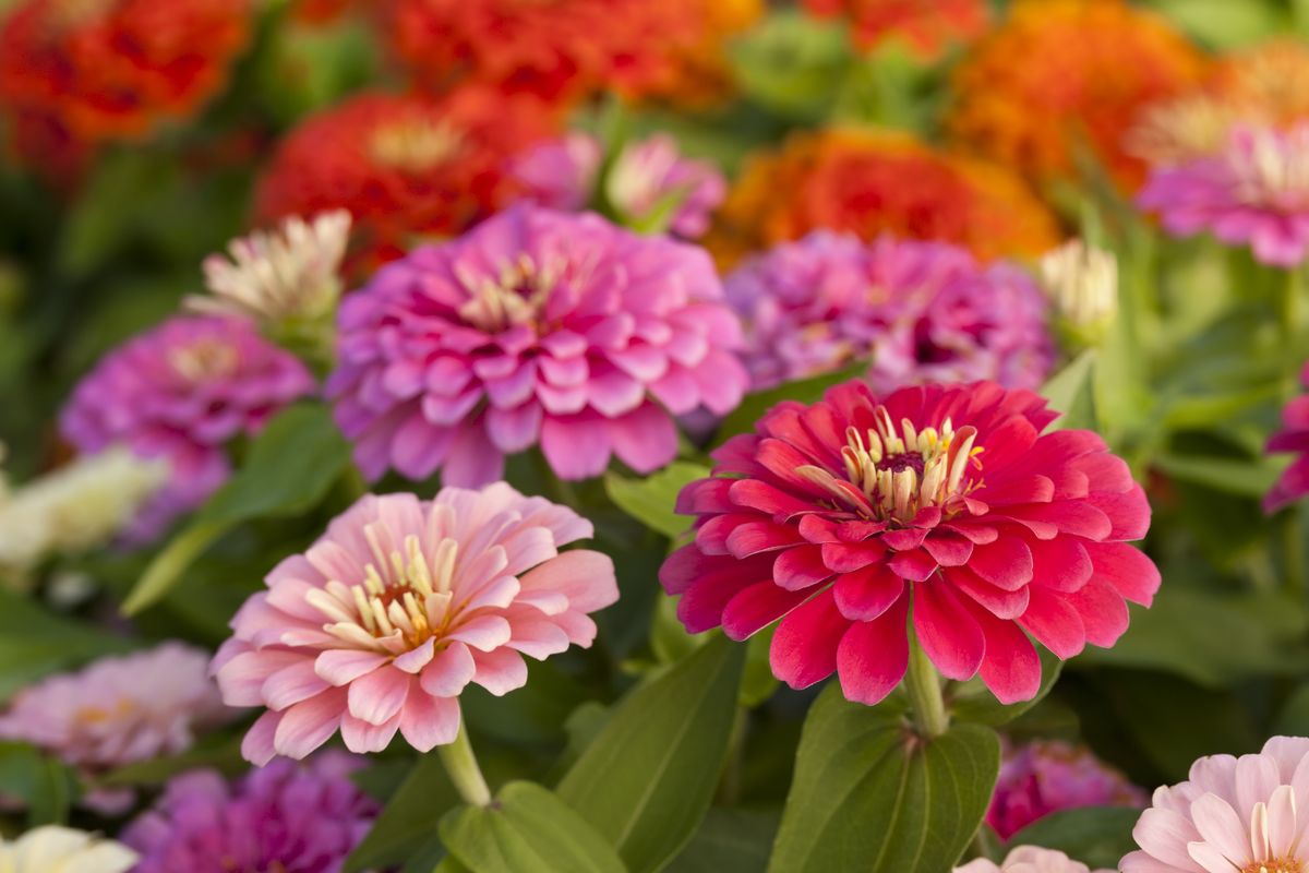 Picture of All Season mix colour Zinnia Flower Seeds -20Pcs
