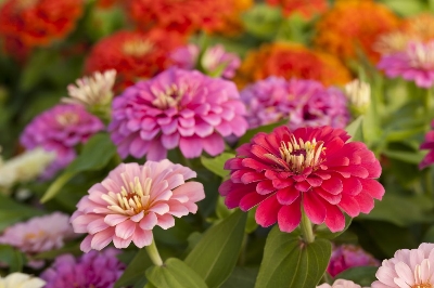 Picture of All Season mix colour Zinnia Flower Seeds -20Pcs