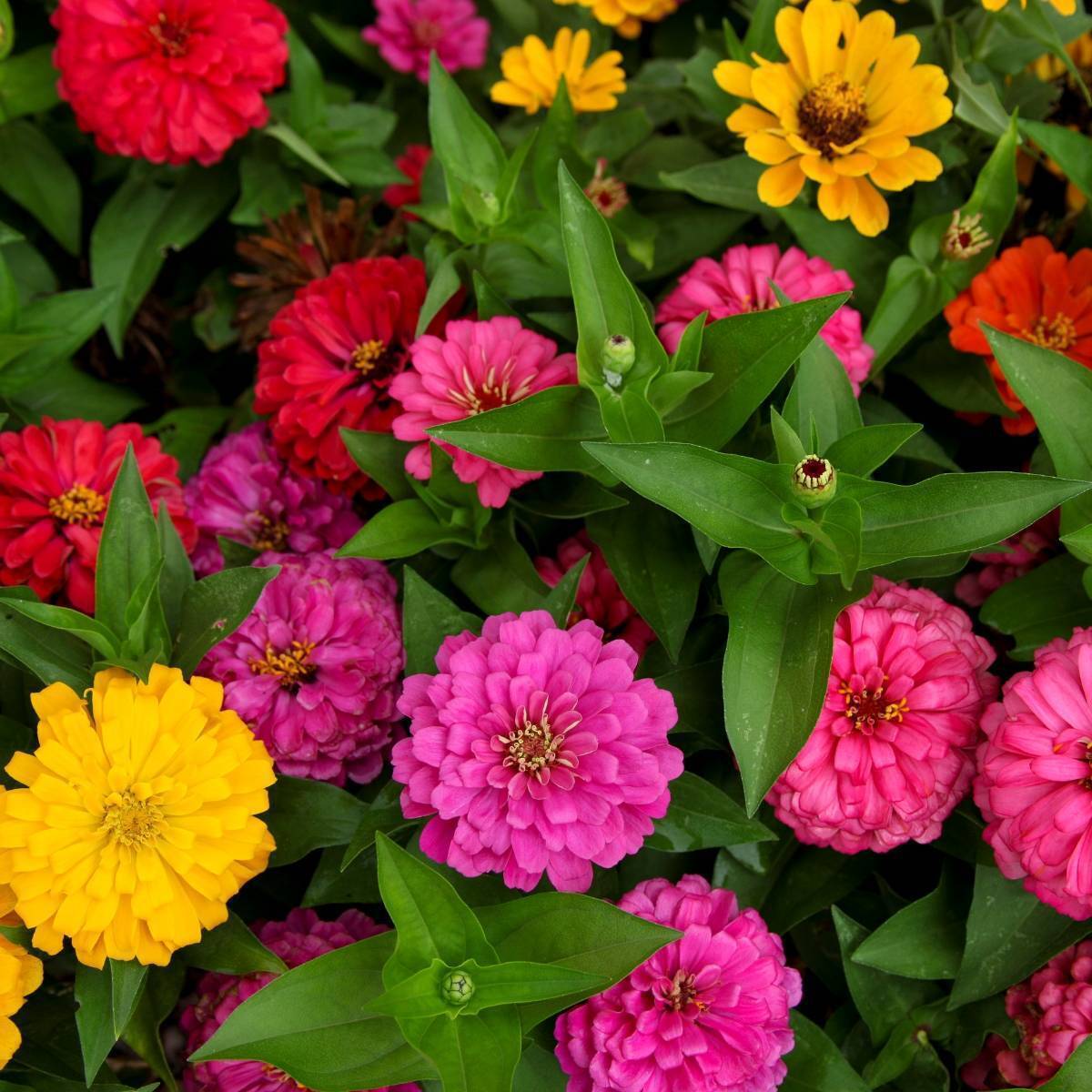 Picture of All Season mix colour Zinnia Flower Seeds -20Pcs