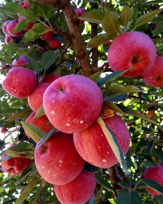 Picture of All Season 15 Pcs Kashmiri Apple Seeds